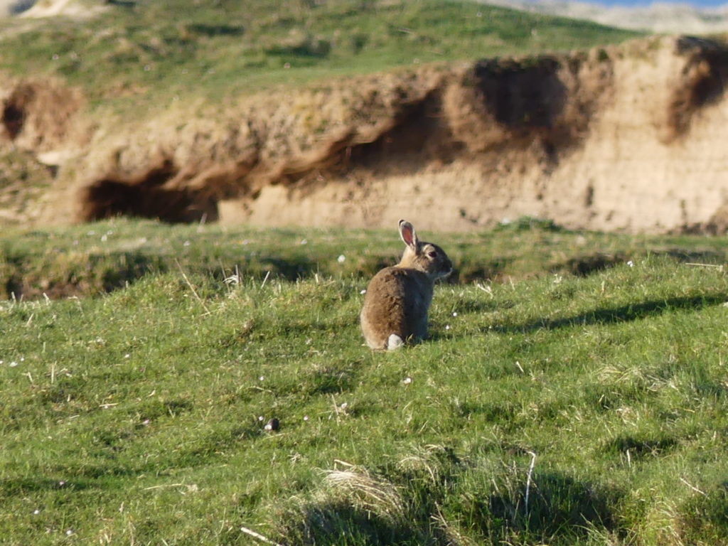 Rabbits In Scotland Rabbits | Islay Nature Filming and Photography
