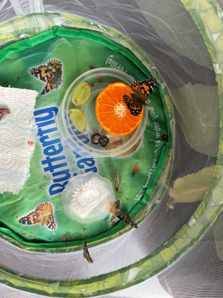 Butfly Lifecycle of a butterfly – Arnage Eco Group