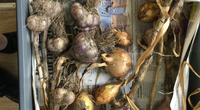 the onions and garlic we grew