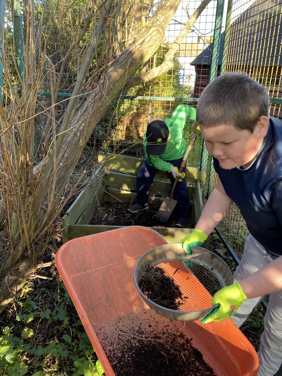 Sieving leaf mould | Catterline School Eco Committee