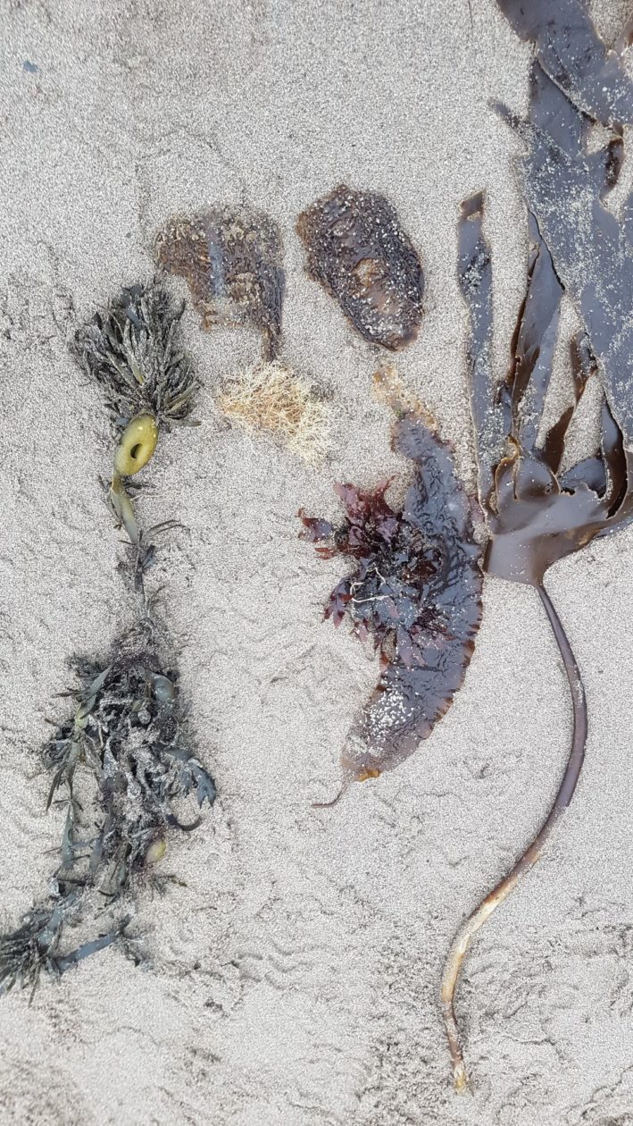 Seaweed Examples Portpatrick Primary