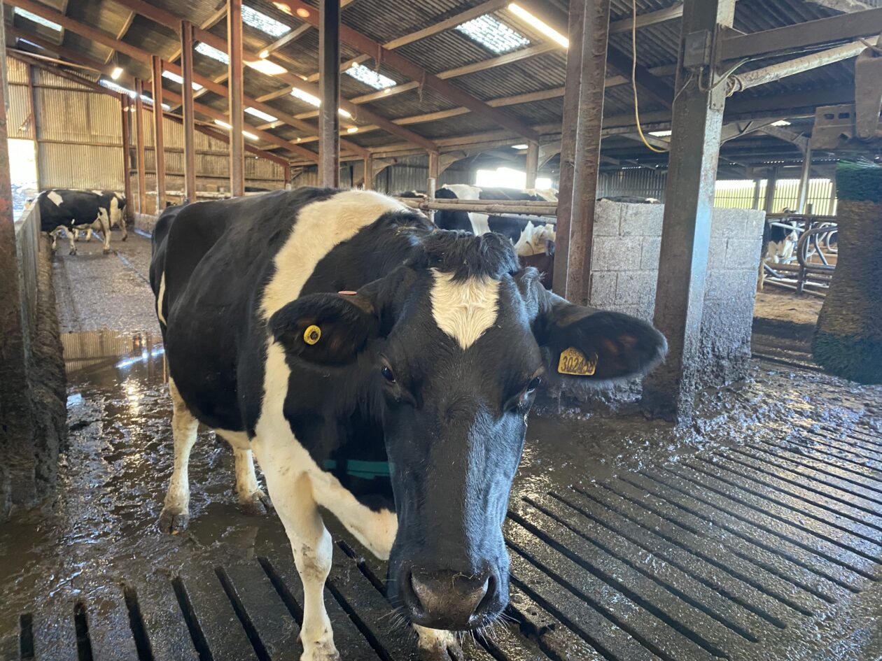 Visit to Knockann Farm Trip