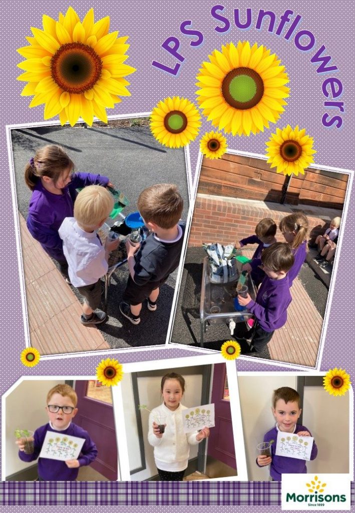 Morrisons sunflower Seeds for hope