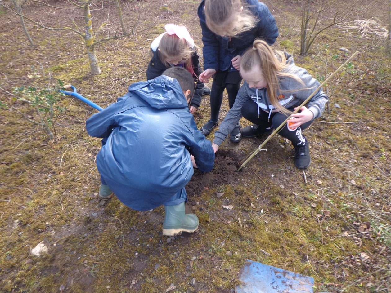 Plant a treeActivities 052 Shortlees Primary & ECC