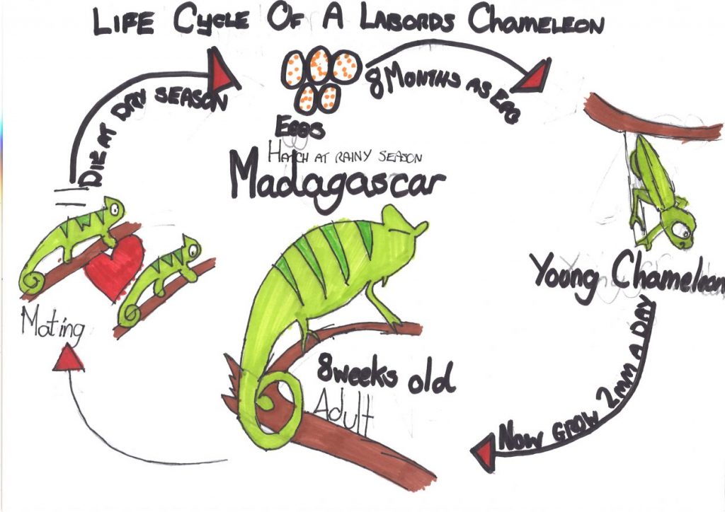 Learning About Life Cycles | Springhill and Auchenback P7b