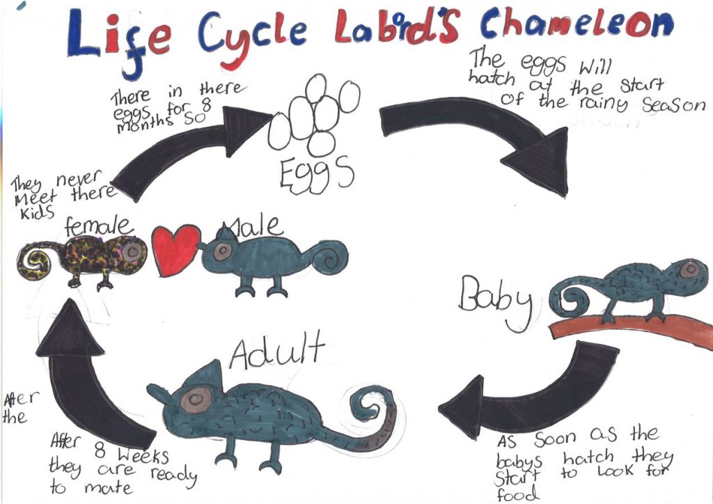 Learning About Life Cycles | Springhill and Auchenback P7b