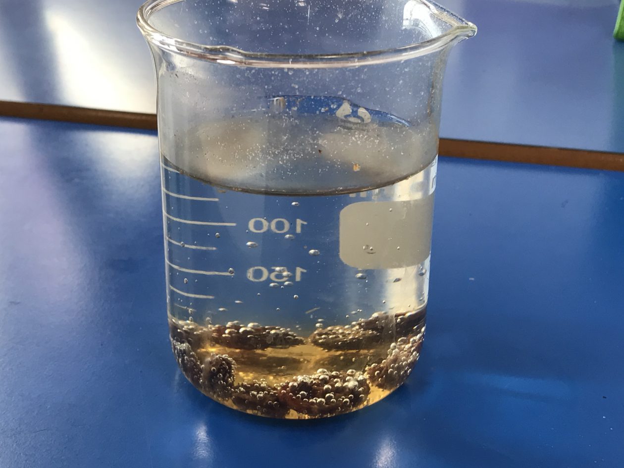 Dancing Raisins Kirkhill Primary (P6a)