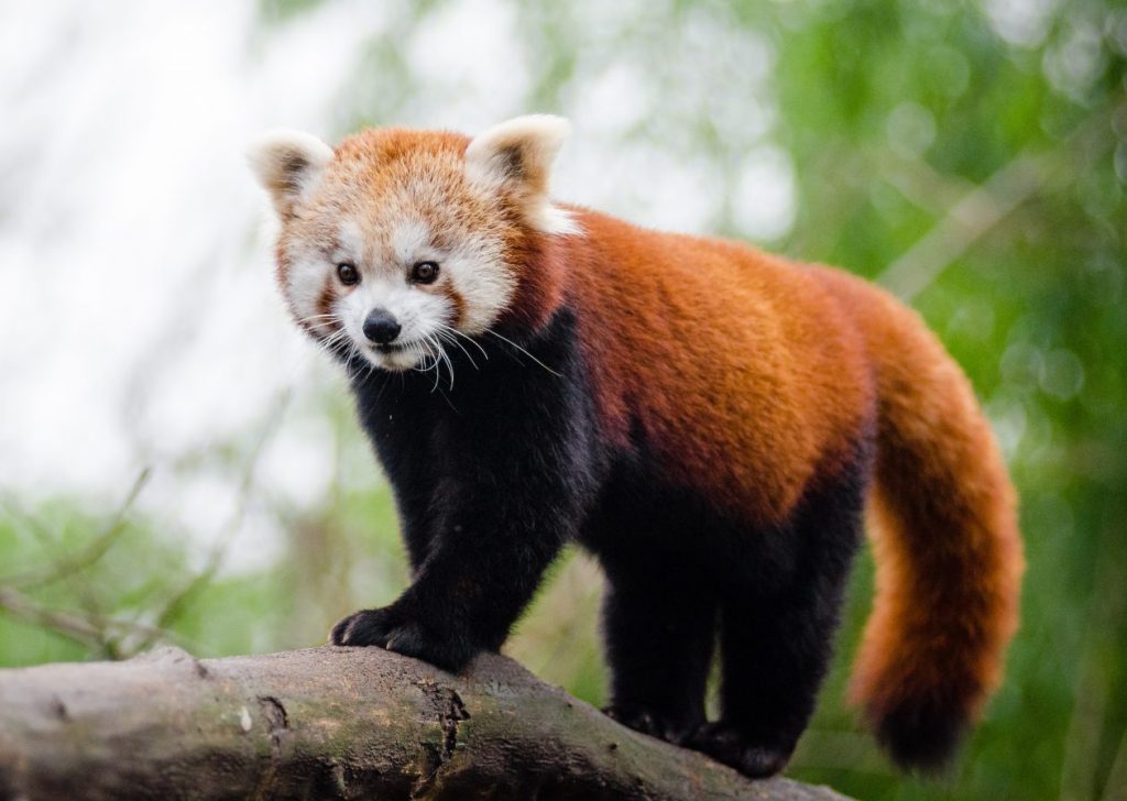 Red Pandas | Animal Paradise
