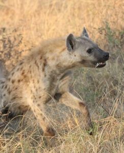 are hyenas scavengers