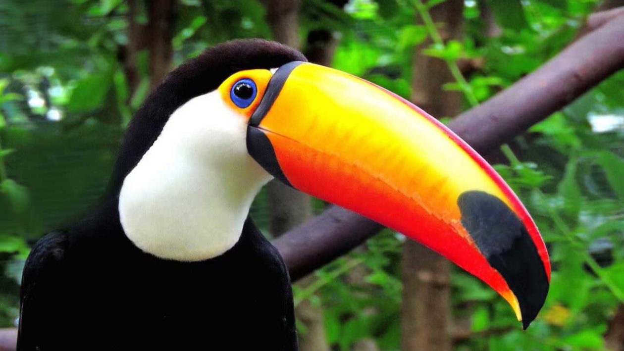 Toucan – Big British Zoo