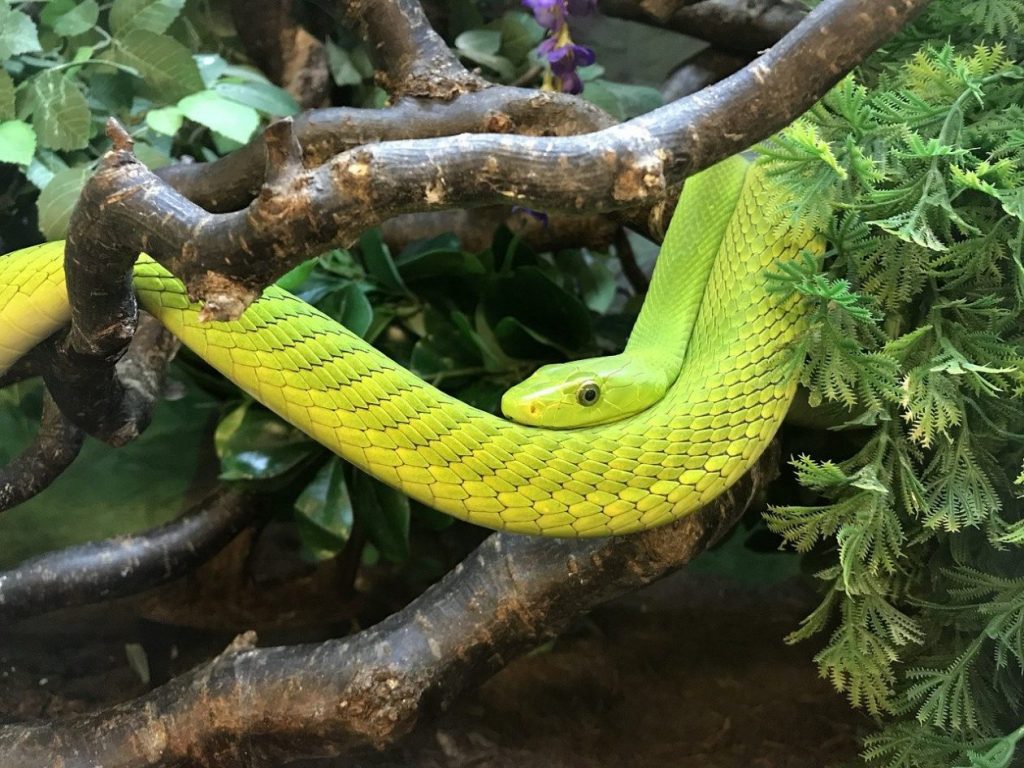 anacondas | Grangemouth Wildlife