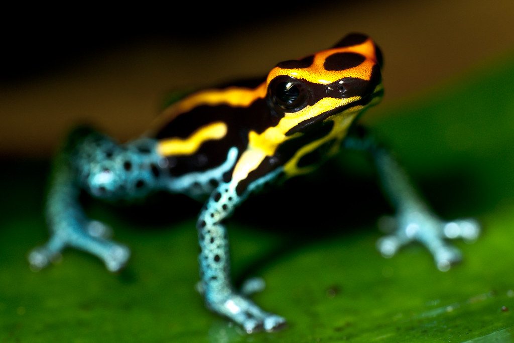 Poison Dart Frog