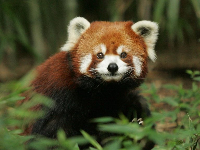 Red Panda