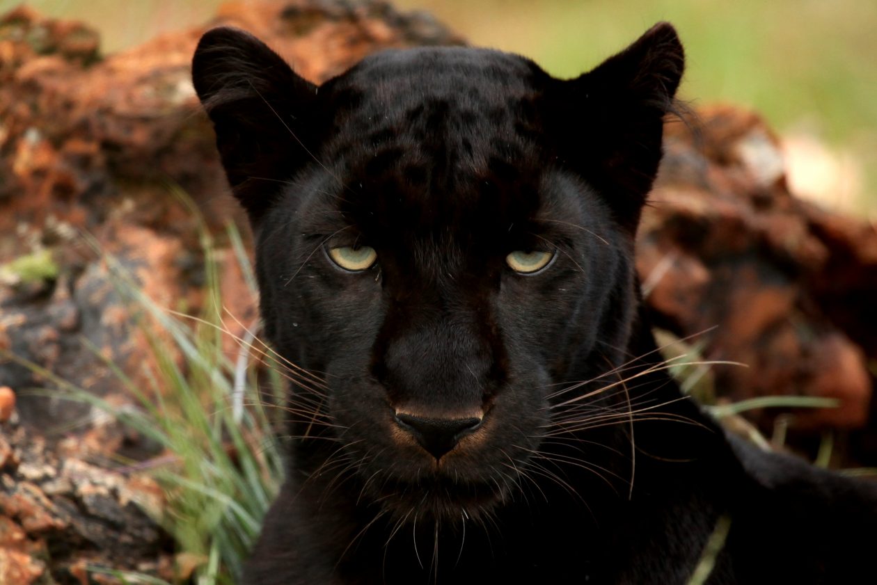 Black Panthers