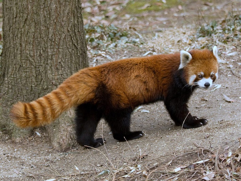 Red Pandas!