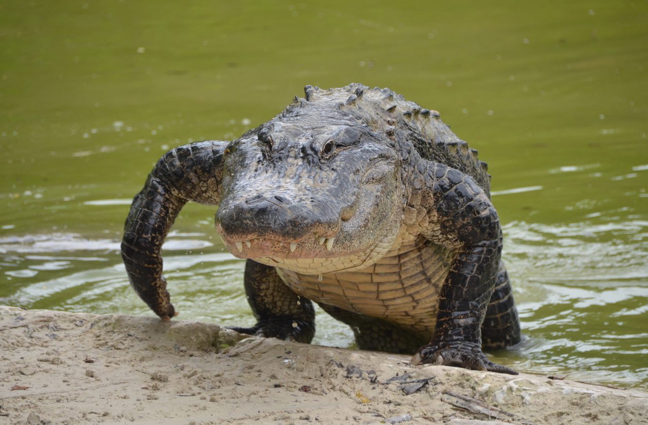 Alligator The Savanna Zoo