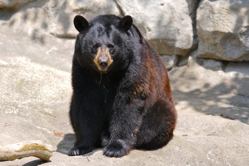 Black Bears | The Scottish Zoo