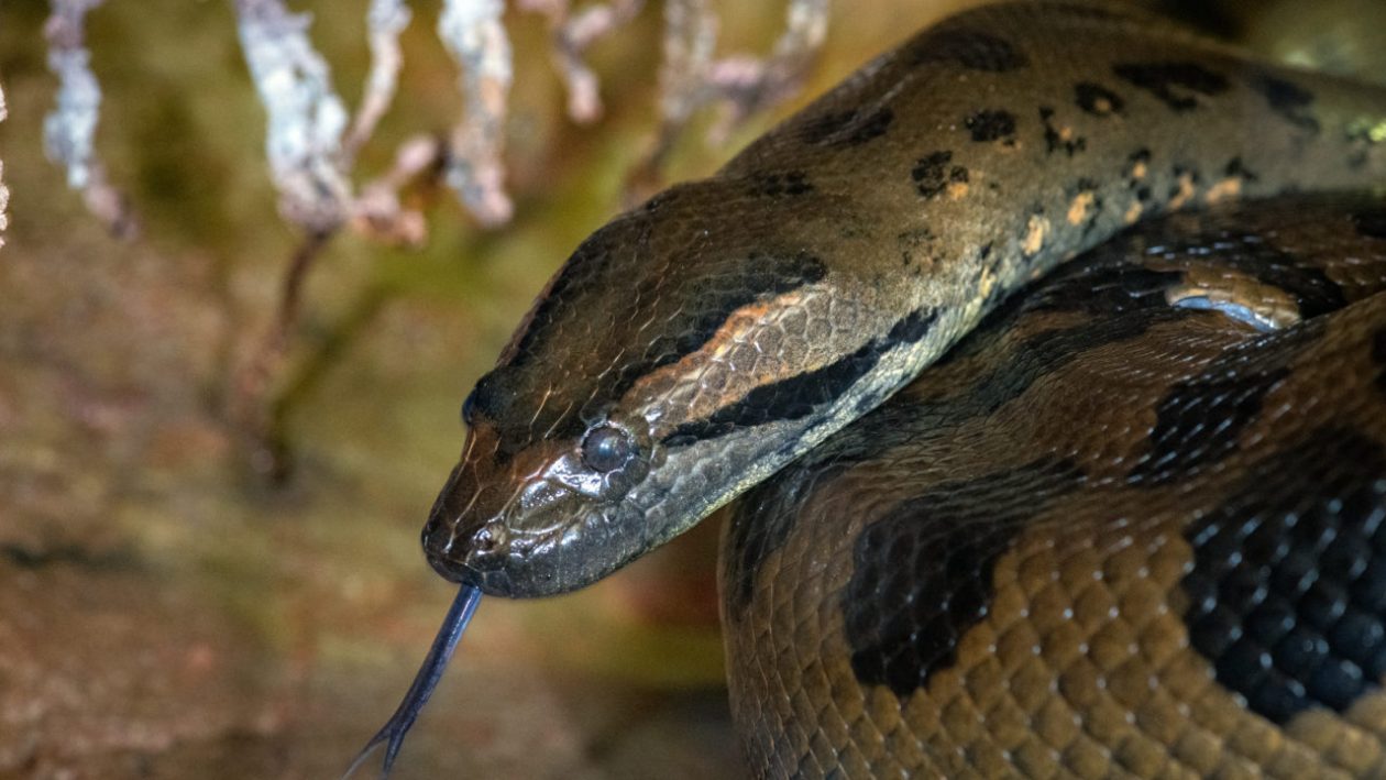 Anacondas | The Scottish Zoo