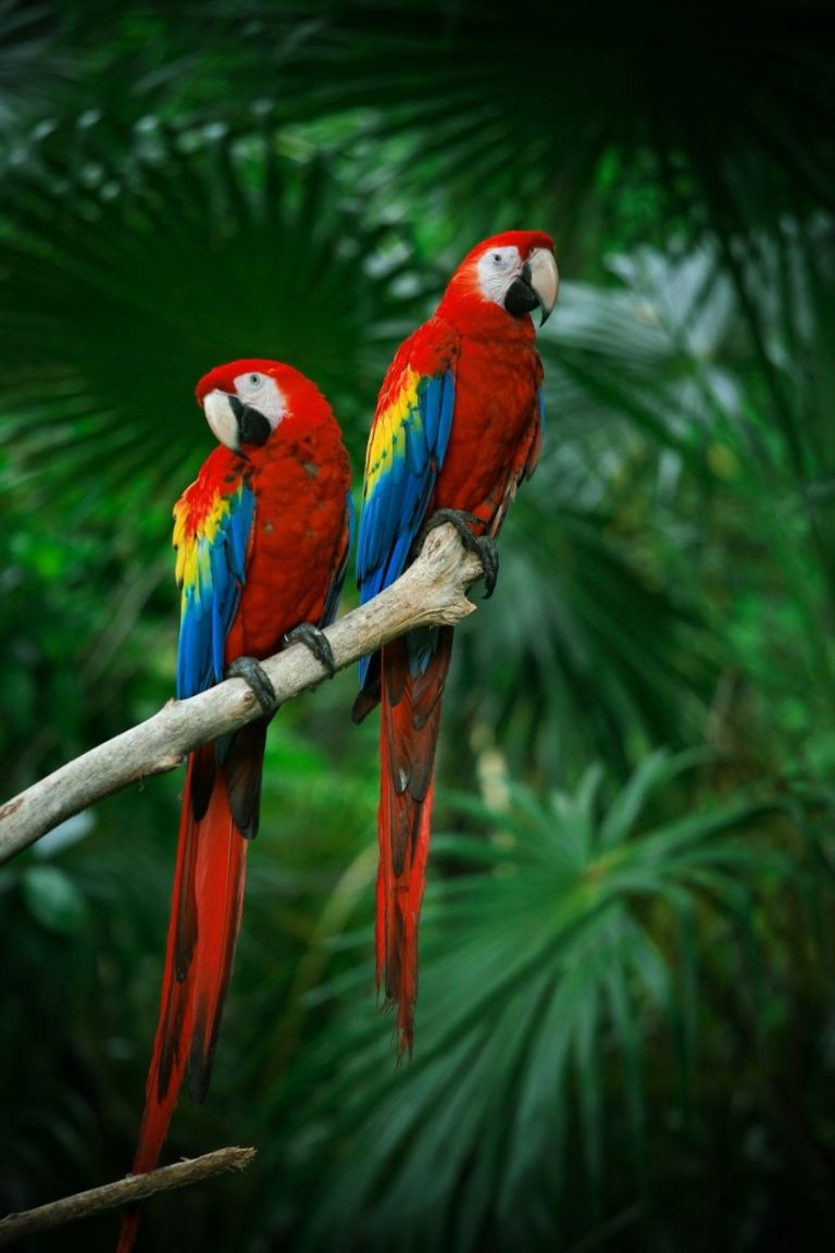 Macaw | Wildlife Wonderland