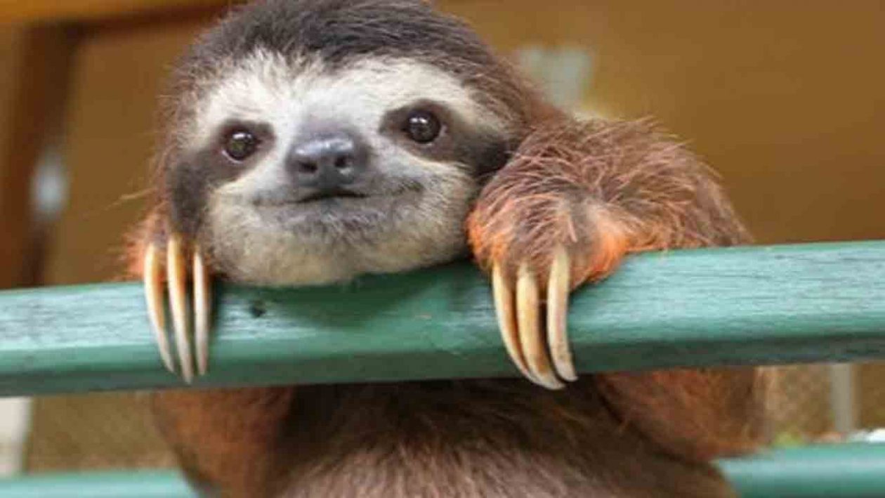 Sloths