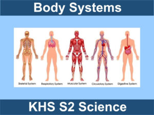 S1 Unit 2 – Body Systems PowerPoint