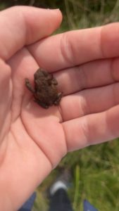 A tiny frog found on the Duke of Edinburgh Expedition