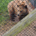 KHS Supported Learning Visit the Scottish Deer Centre