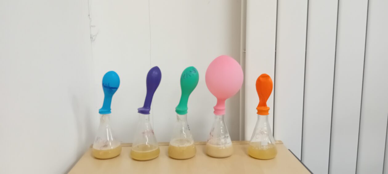 Learning About Yeast in S1