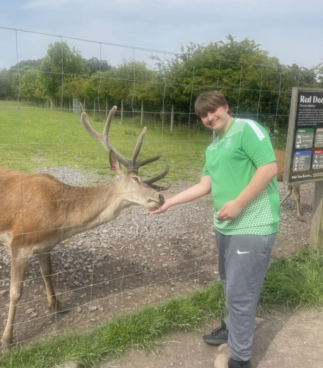 Oh Dear, its...a Deer! 🦌