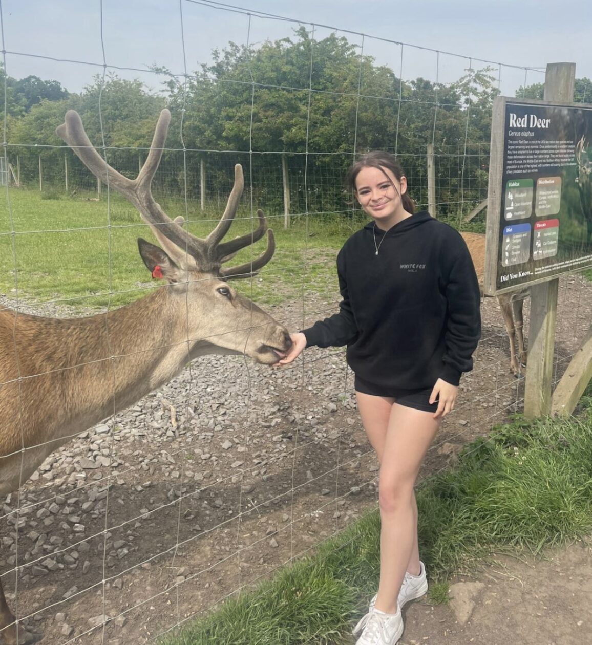 Oh Dear, its...a Deer! 🦌