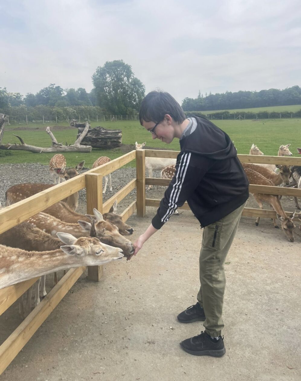 Oh Dear, its...a Deer! 🦌