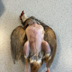 Learning to Prepare Game Meat