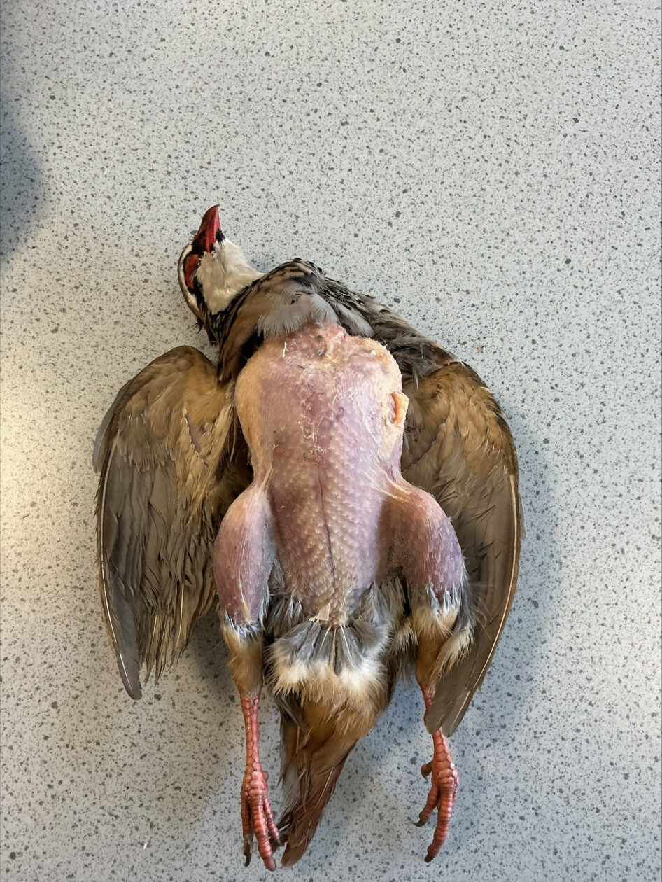 Learning to Prepare Game Meat