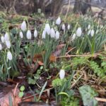 Adventures in the Forest!