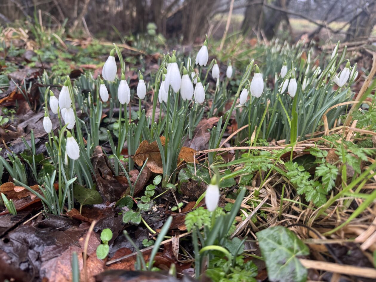 Adventures in the Forest!