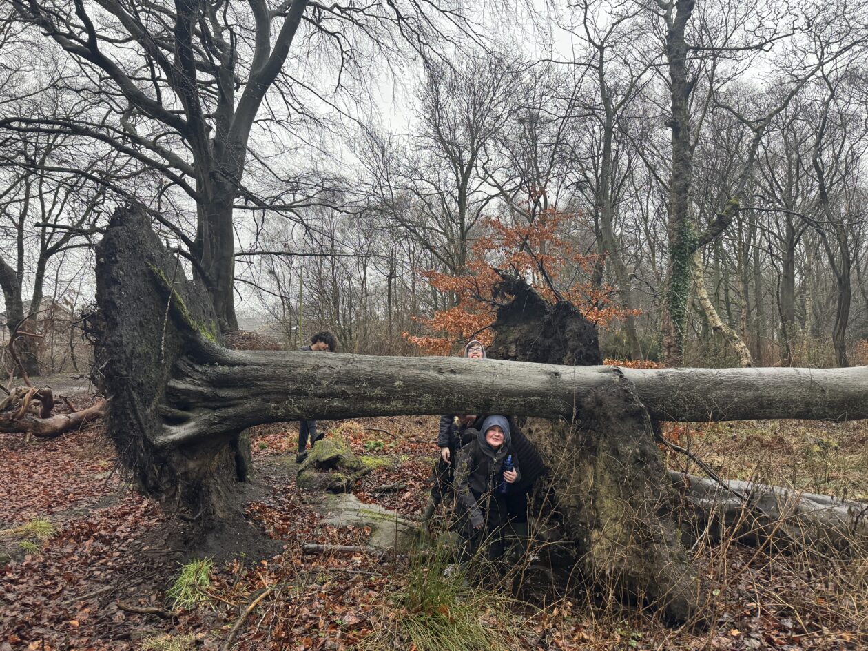 Adventures in the Forest!