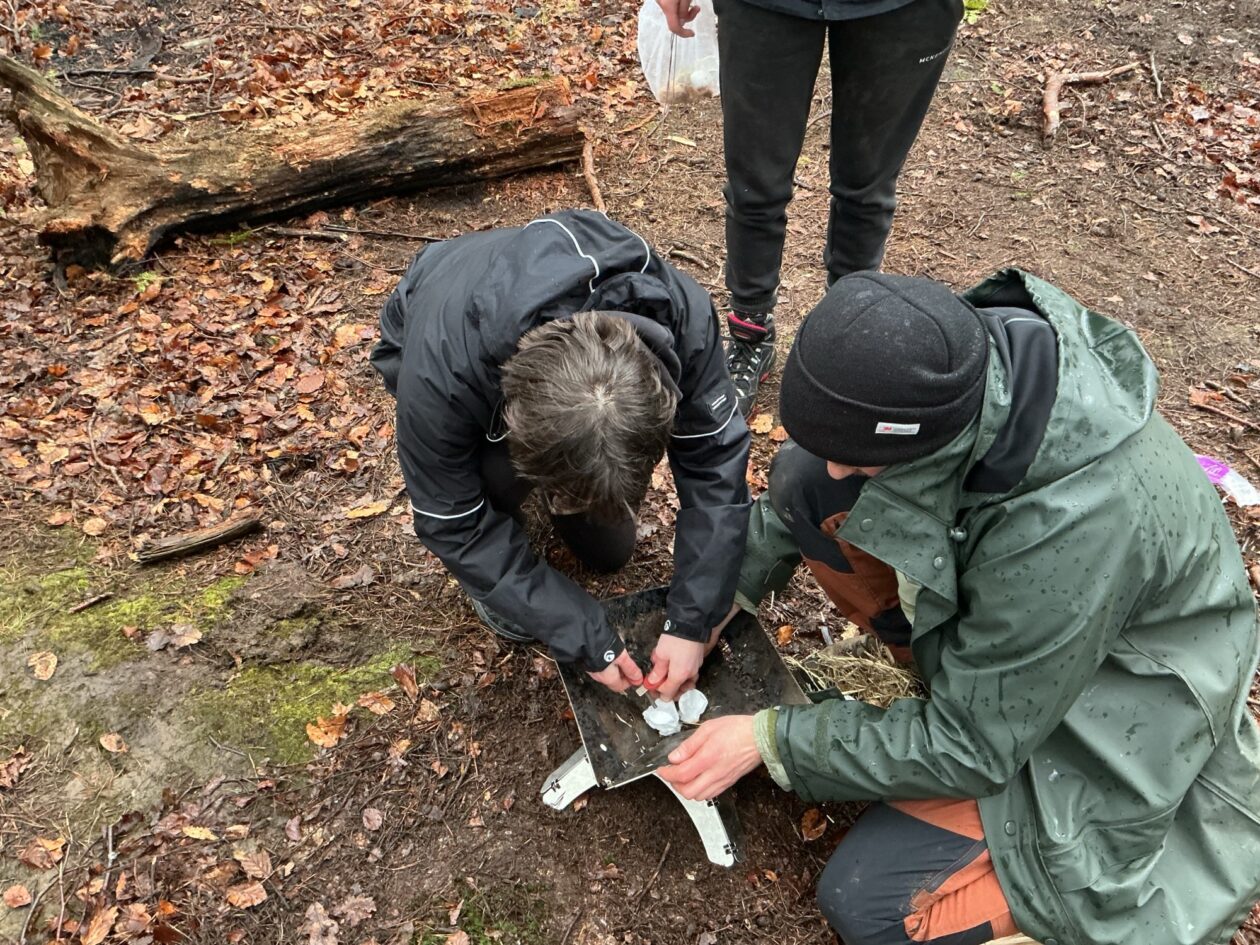 Adventures in the Forest!