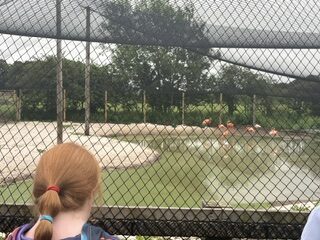 Visiting the Deer Centre