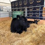 Great Day Our at the Royal Highland Show