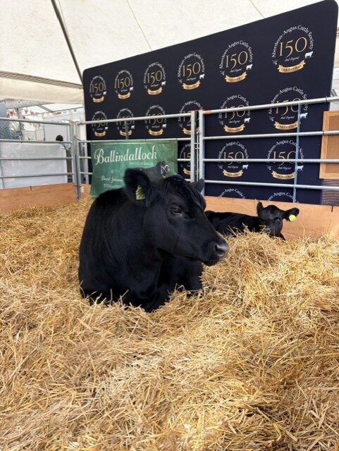 Great Day Our at the Royal Highland Show