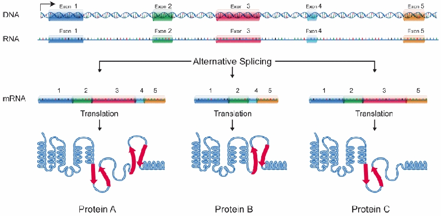 One gene many proteins – Higher Biology Unit 1 Revision