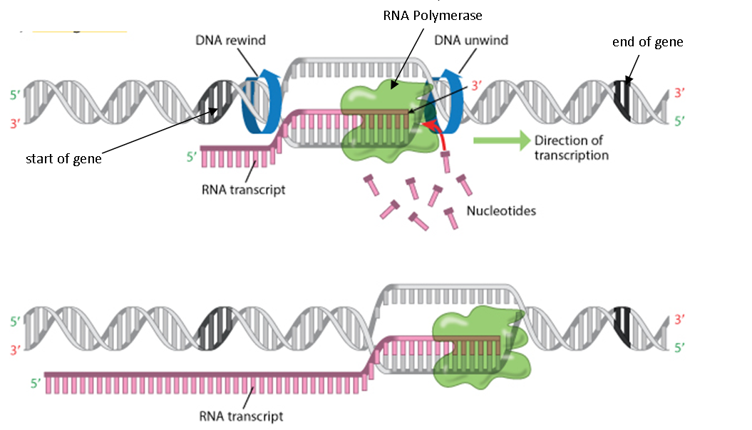 Protein Synthesis – Higher Biology Unit 1 Revision