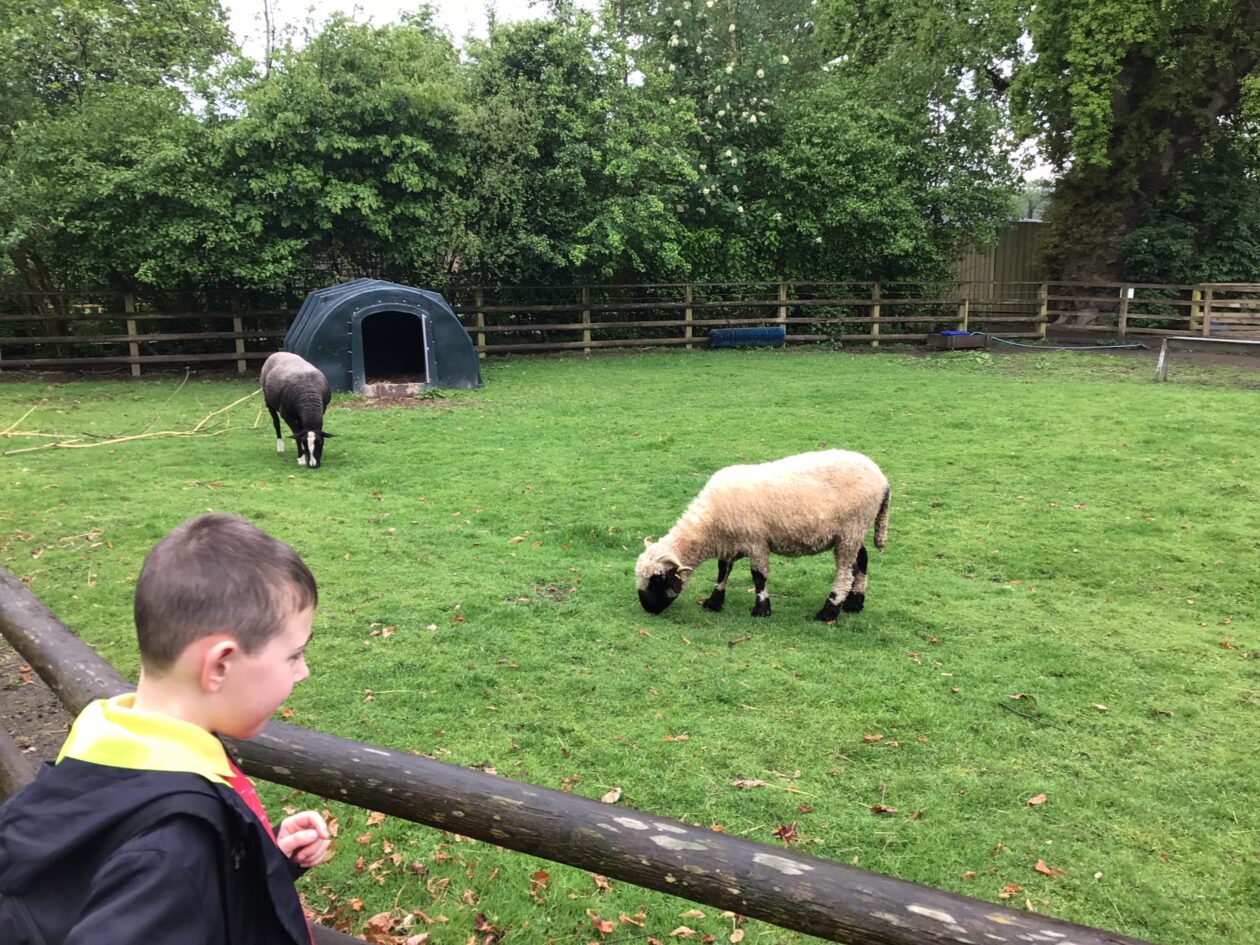 P3a Blair Drummond Trip | Wallacewell Primary School