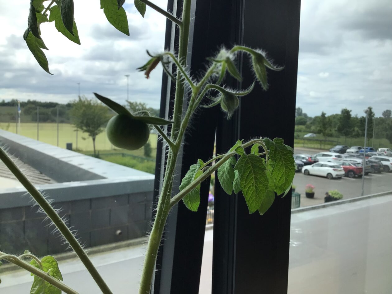 Stem and two tomatoes! | Wallacewell Primary School