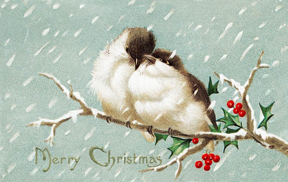 Two birds on a snowy branch with "Merry Christmas" text.