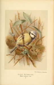 Blue Tit  illustration from the e Biodiversity Heritage Library on Flickr Public domain