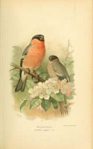 Bullfinch  illustration from the e Biodiversity Heritage Library on Flickr Public domain