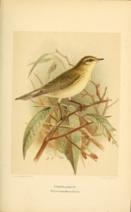 Chiffchaff  illustration from the e Biodiversity Heritage Library on Flickr Public domain