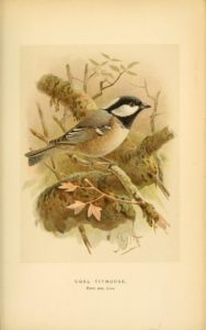 Coal Tit  illustration from the e Biodiversity Heritage Library on Flickr Public domain