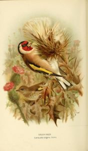 Goldfinch  illustration from the e Biodiversity Heritage Library on Flickr Public domain